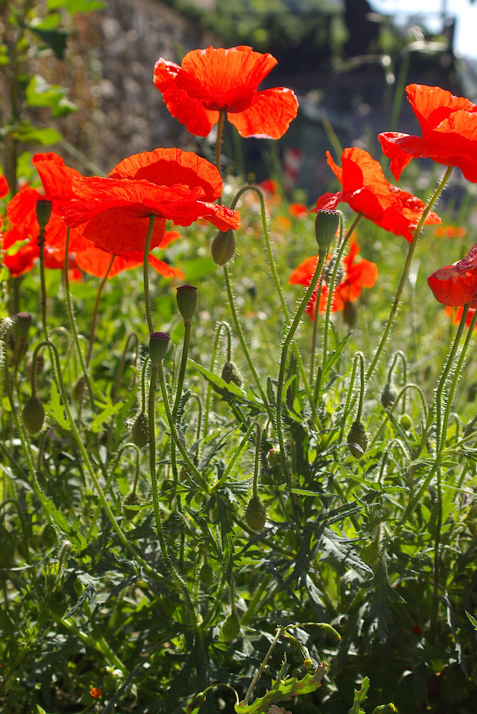 Papaveri (Papaver rhoeas e P. pinnatifidum)